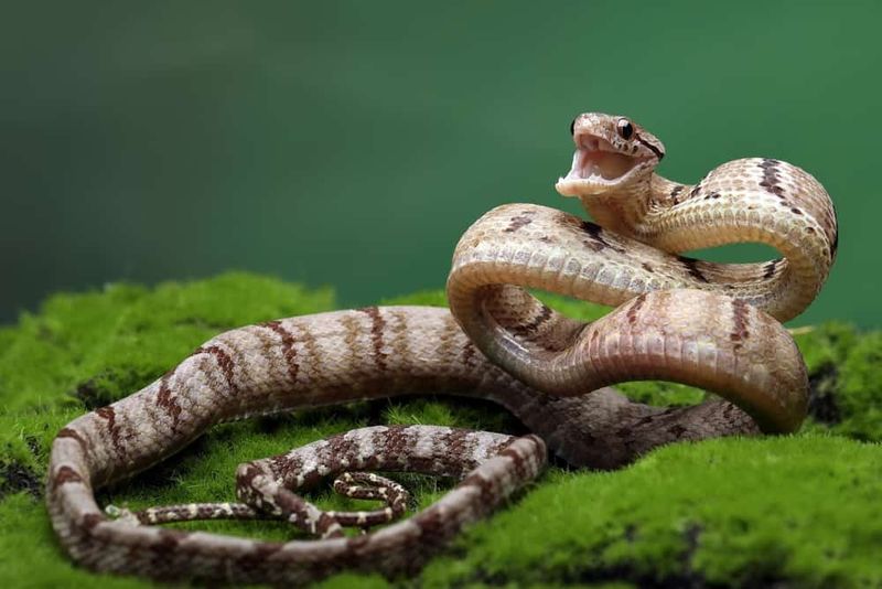 Python Hips Reveal Their Legged Ancestry