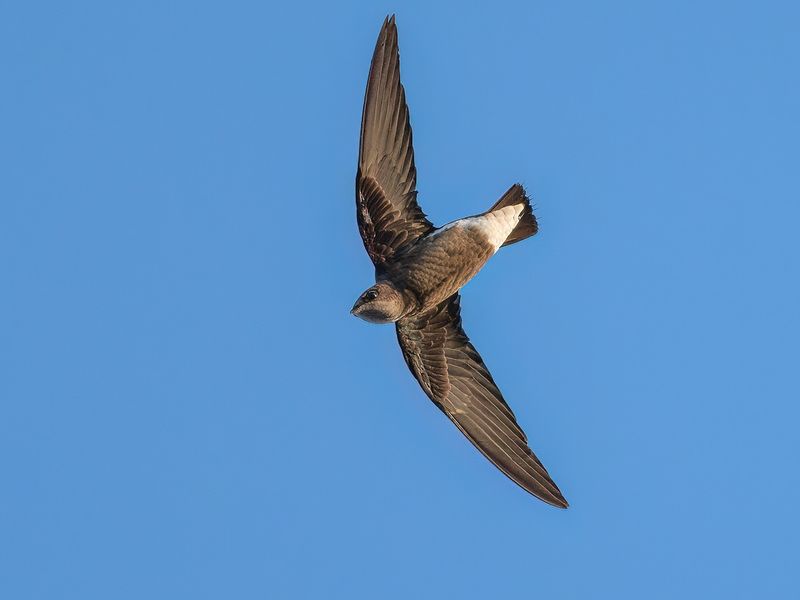 Spine-Tailed Swift: The Aerial Athlete