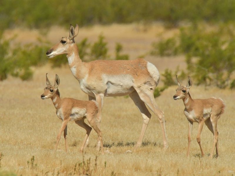 Sonoran Pronghorn – Desert Speedster