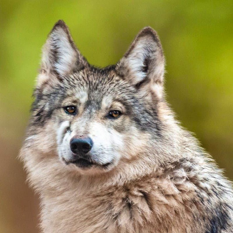 Mexican Gray Wolf