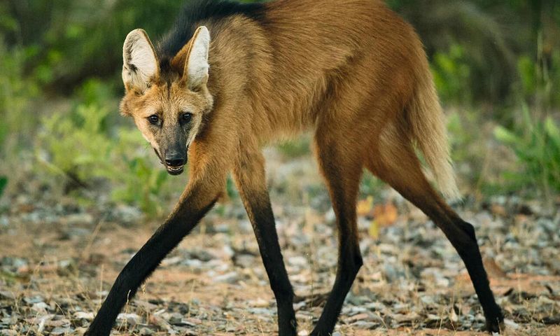 The Legendary Maned Wolf: Not Quite A Mountain Resident, But Still Majestic