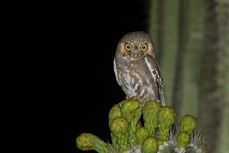 Elf Owl