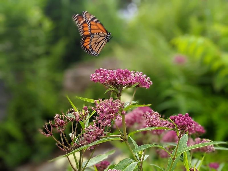 Milkweed (Asclepias)