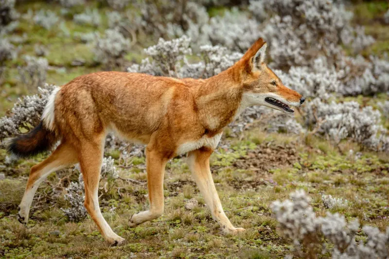 Ethiopian Wolf