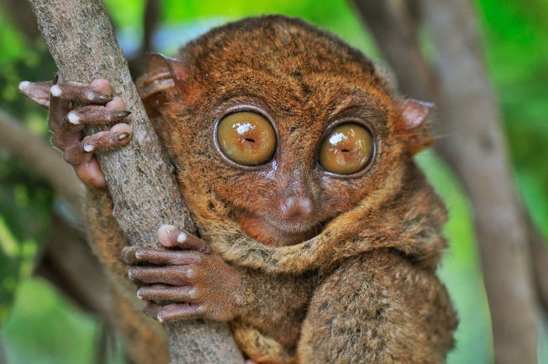 Philippines' Tarsier Enigma