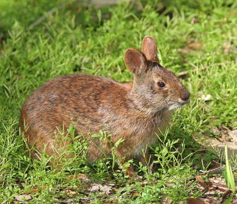 Lower Keys Marsh Rabbit: The Tiny Island Hopper