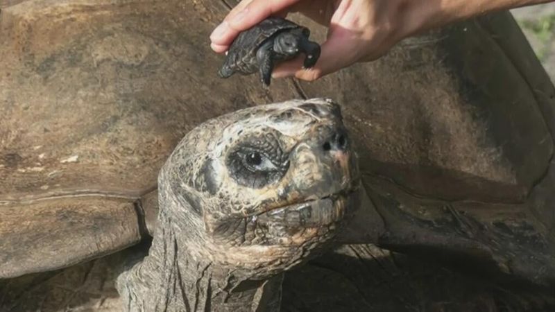 Miami's Oldest Zoo Resident Turns 135