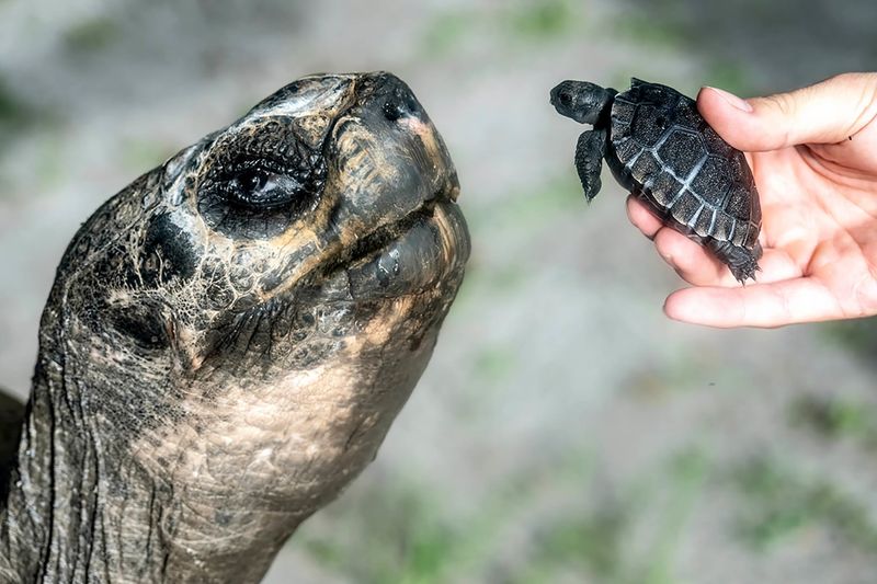 This Giant Tortoise Just Became A First-Time Dad