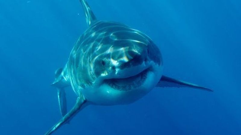Sharks Don't Target Human Prey