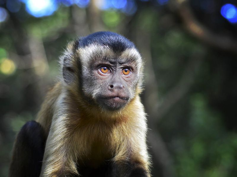 Apes Recognize Fairness