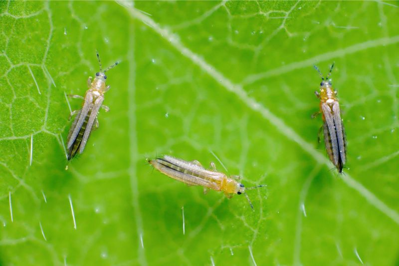 Thrips Smaller Than A Pinhead