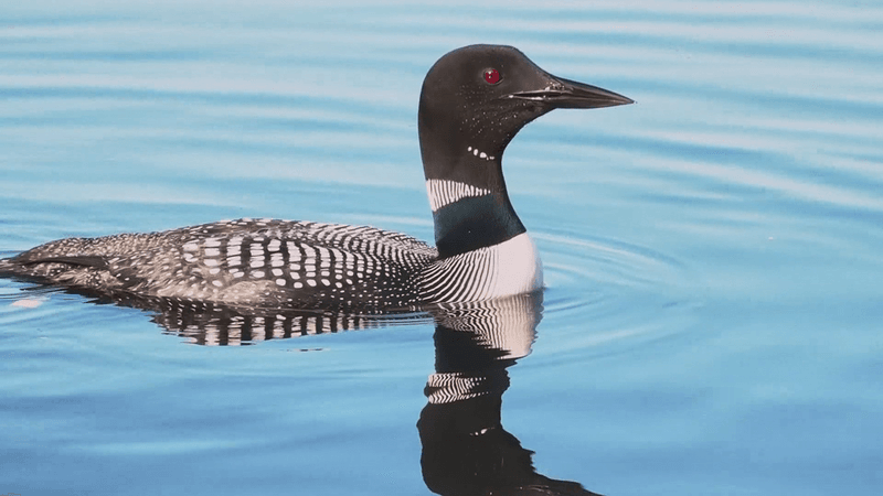 Minnesota – Common Loon