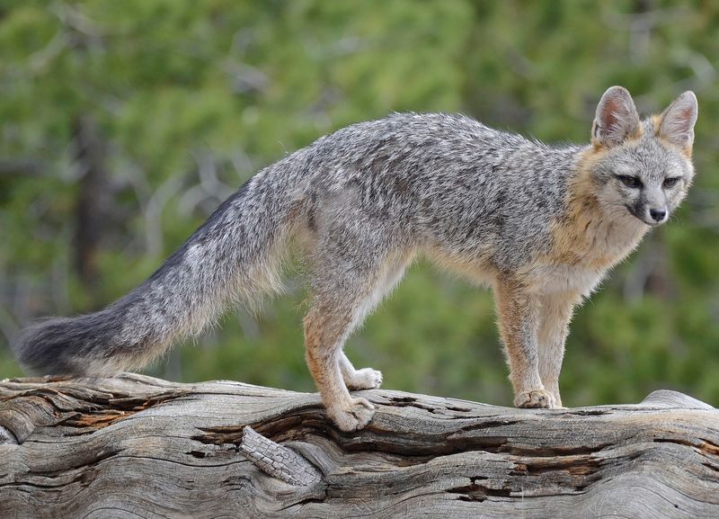 Florida's Unique Fox Ecosystem