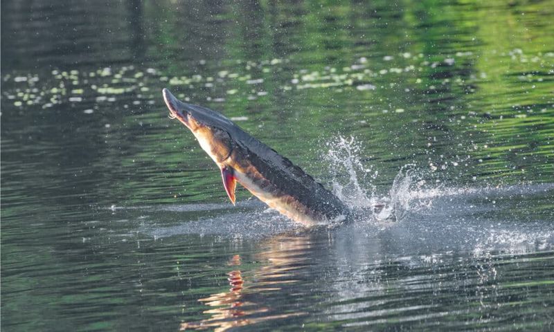 Great Lakes' White Whale