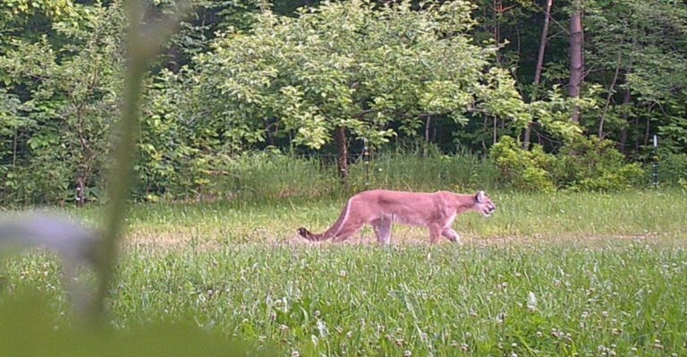 Michigan ‘Ghost’ Species Captured On Camera For The First Time In Over A Century