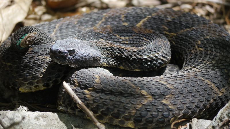 Vermont: Green Mountains, Few Reptiles
