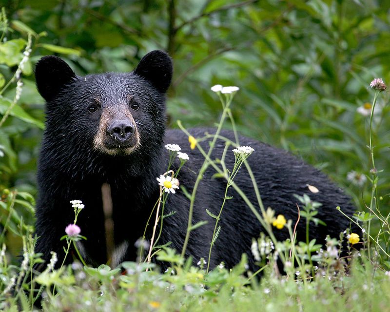 Wisconsin: Northwoods Bear Habitat