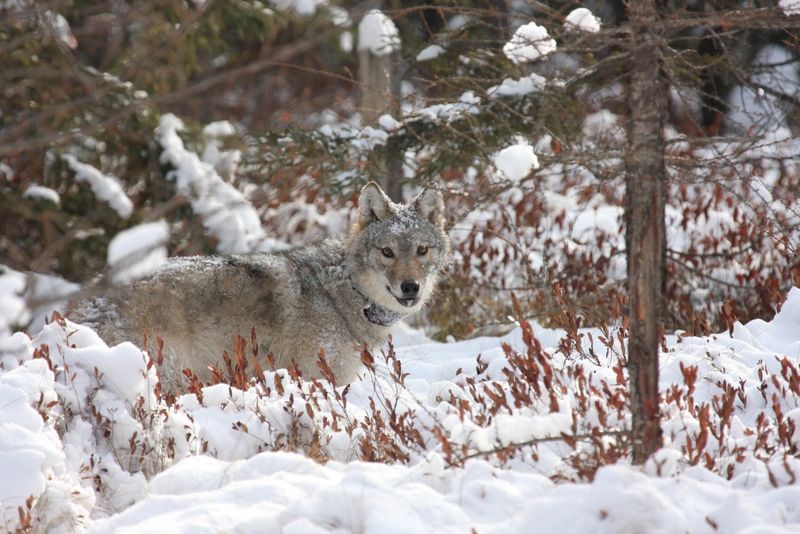 Wisconsin's Northwoods Residents