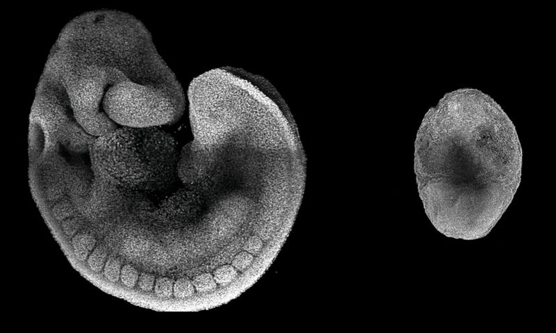 Epigenetic Roadblocks