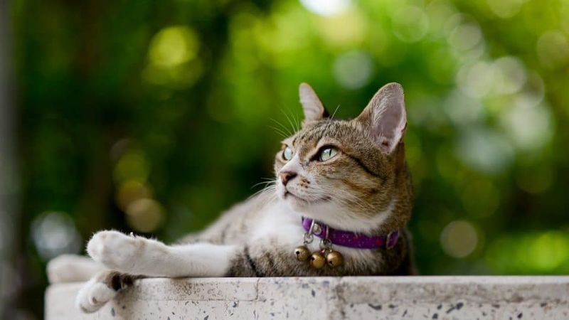 Collar Bells Sound The Alarm