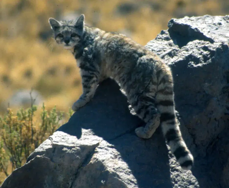 Elusive Feline Finally Gets A Name