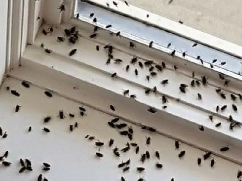 Window Sill Invaders