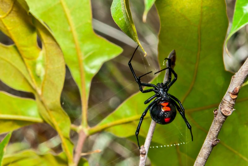 Misunderstood Migrant: Black Widow Spider