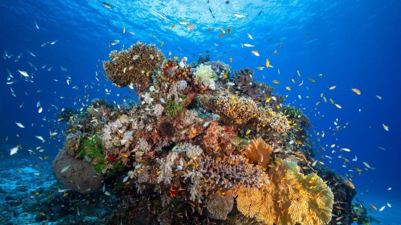 Coral Reefs: Revealing Hidden Biodiversity
