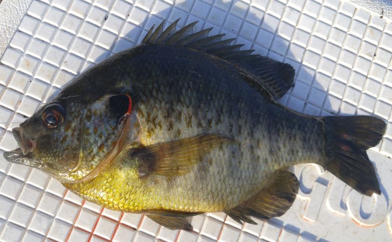 Live Bait Makes All The Difference