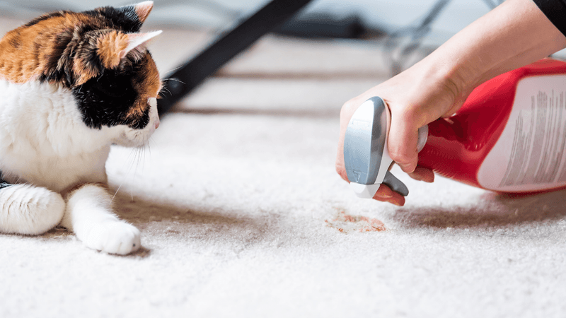 Carpet Stain Specialists