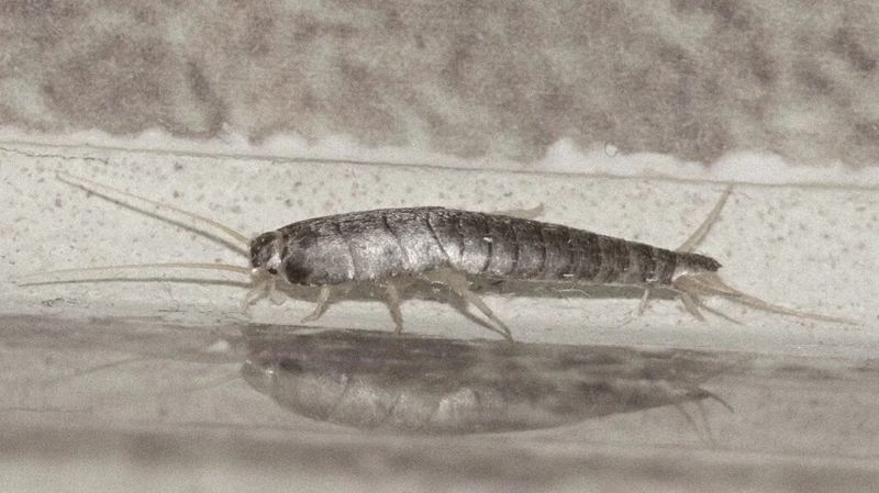 Silvery Bathroom Visitors
