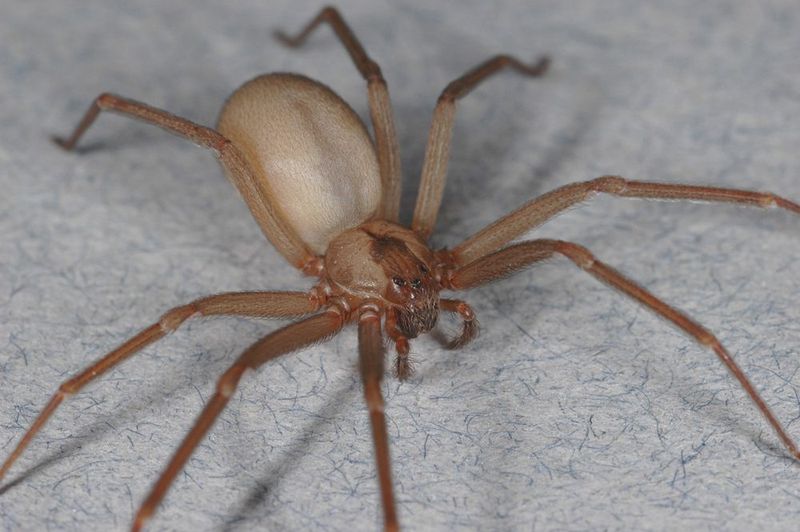 Tiny Terrors: Brown Recluse Spiders