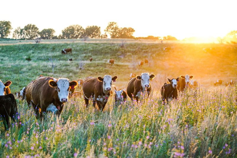 Pasture Perfectors: Beef Cattle