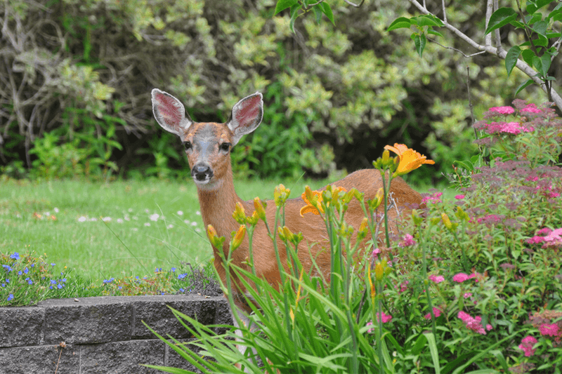 Backyard Buffets