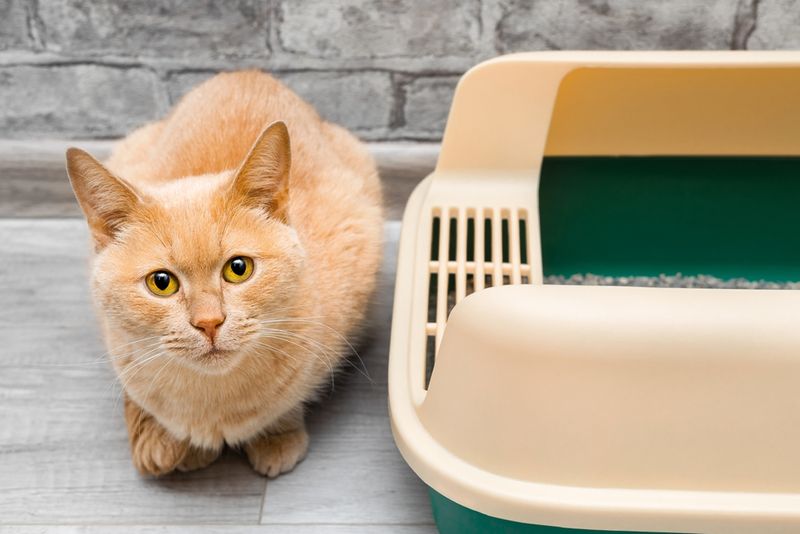 Bathroom Accidents Outside The Litter Box