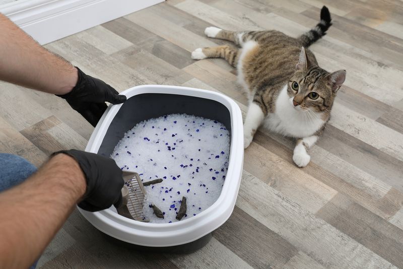 Litter Box Logistics