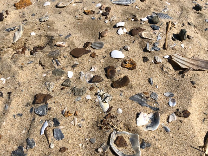 Beachside Discoveries At Calvert Cliffs State Park, Maryland