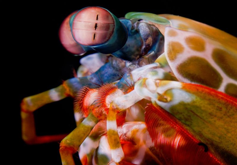 Mind-Reading Mantis Shrimp