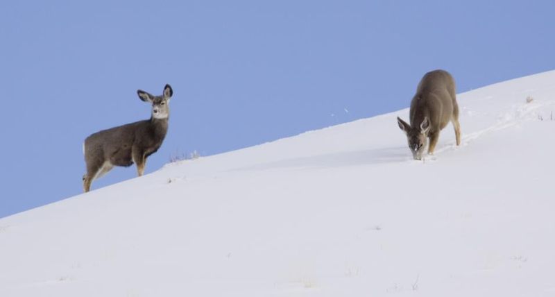Utilizing Body-Warming Postures