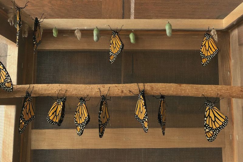 Captive Monarchs May Live Longer