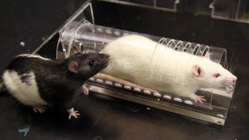 Rats Showing Empathy For Strangers