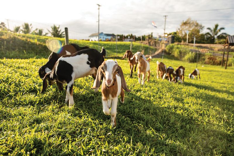 Goats: The Comedians Of The Barnyard Family