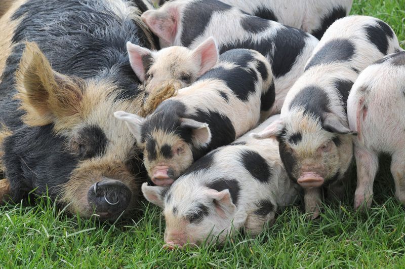 Bacon-Making Recyclers
