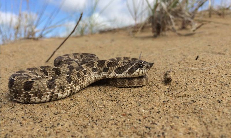 Flathead Impersonator: Plains Hognose Snake