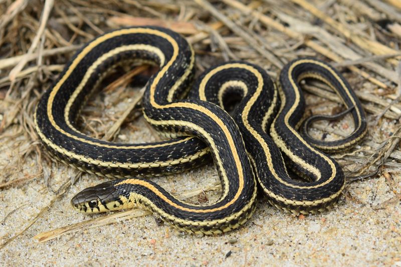 Garter Snake