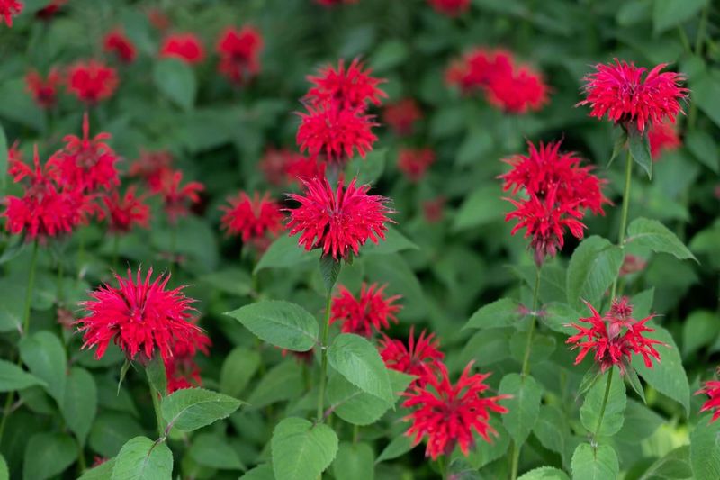 Bee Balm (Monarda)
