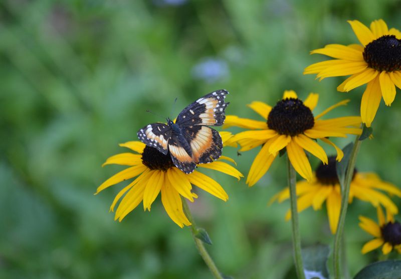 Black-eyed Susan (Rudbeckia)