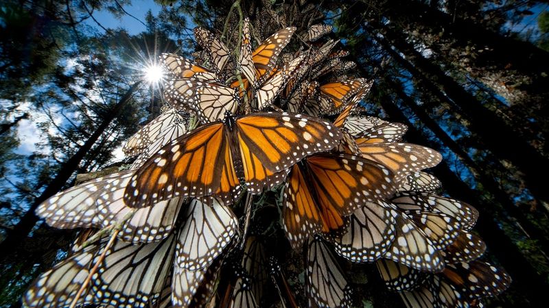 Georgia's Monarchs Make A One-Way Journey South