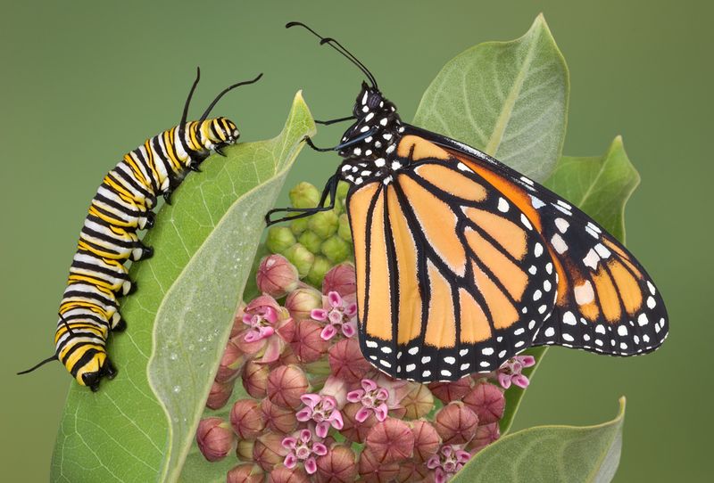 Milkweed Shortage Starves Monarch Caterpillars
