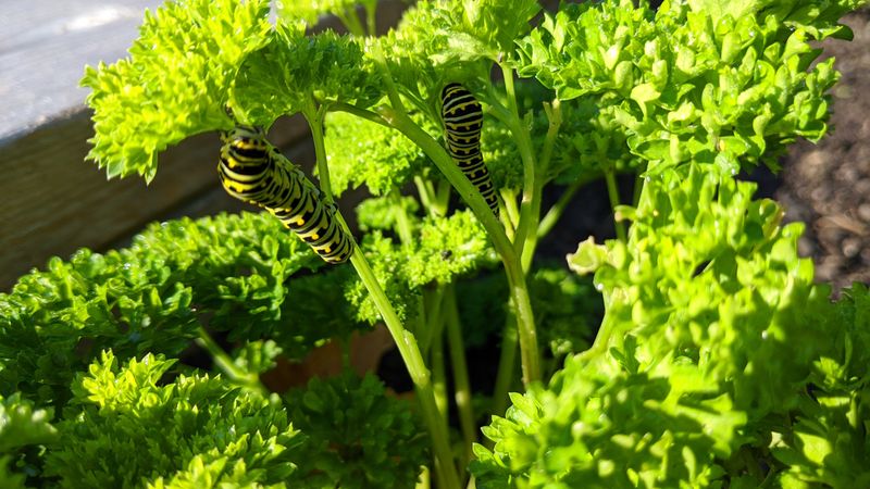 Parsley